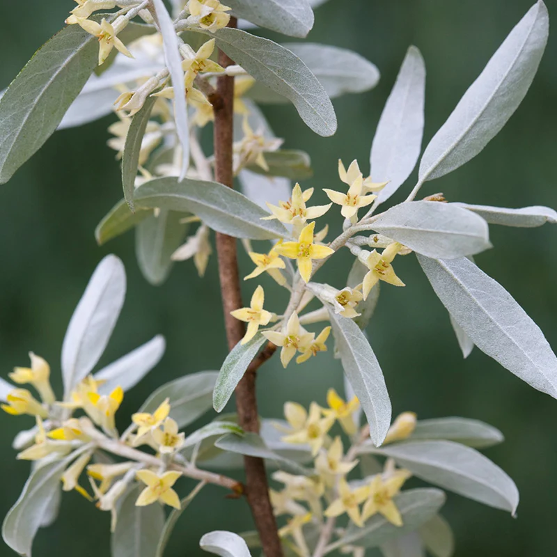 Silver Berry (Elaeagnus commutata) - Seedling - LIVE PLANT