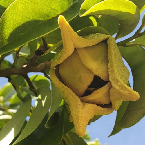 Soursop (Annona muricata) - Seedling - LIVE PLANT