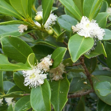 Strawberry Guava 'Yellow' (Psidium Cattleianum) - Seedling - LIVE PLANT