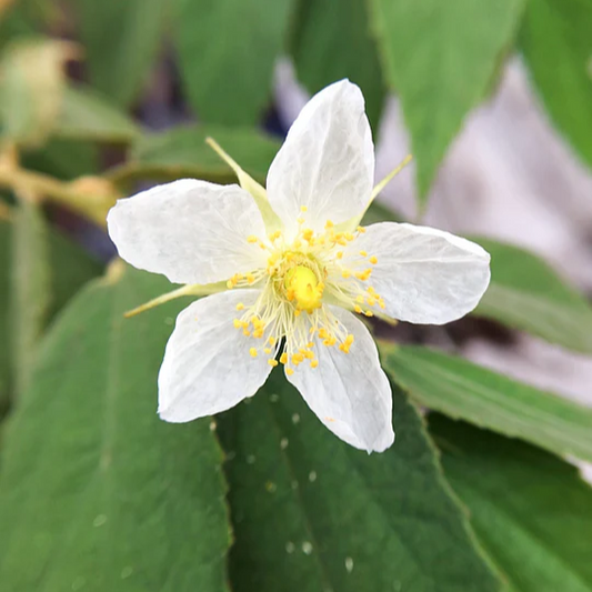 Strawberry Tree 'Red' (Muntingia calabura) - Air Layer - LIVE PLANT