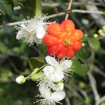 Surinam Cherry 'Red' (Eugenia Uniflora) - Seedling - LIVE PLANT