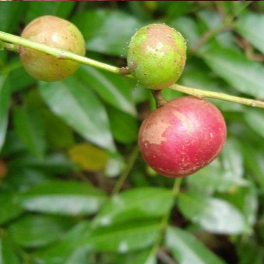 Trenggulam (Protium javanicum) - Seedling - LIVE PLANT