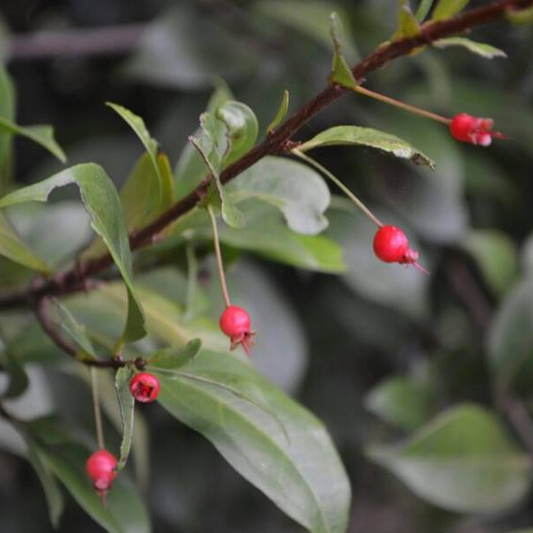 Ubaia (Eugenia patrisii) - Seedling - LIVE PLANT