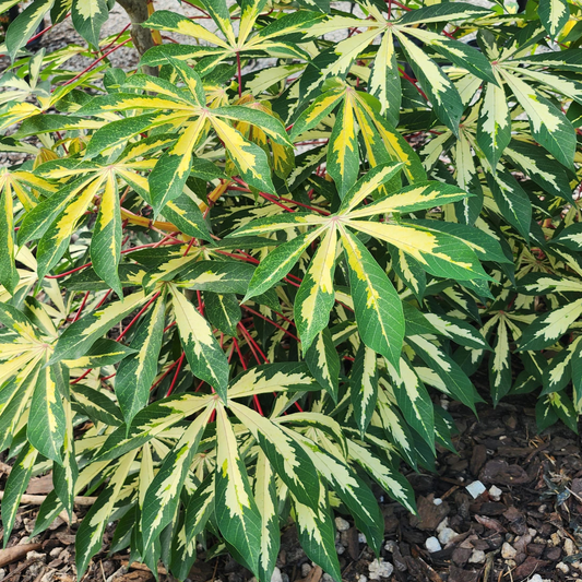 Variegated Cassava (Manihot esculenta) - Air Layer - LIVE PLANT