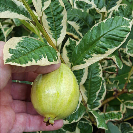 Variegated Guava (Psidium guajava) - Grafted - LIVE PLANT