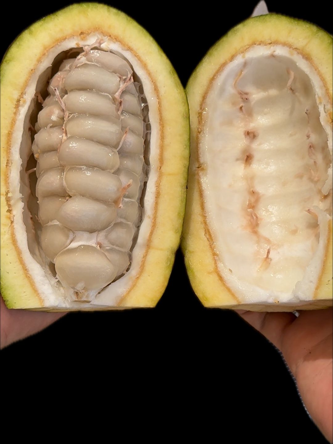 Cocoa - FRUIT