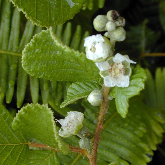 Yellow Himalayan Raspberry (Rubus ellipticus) - Seedling - LIVE PLANT