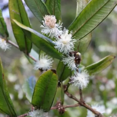 Yellow Jaboticaba (Myrciaria glazioviana) - Seedling - LIVE PLANT