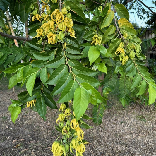 Ylang Ylang (Cananga odorata) - Air Layer - LIVE PLANT