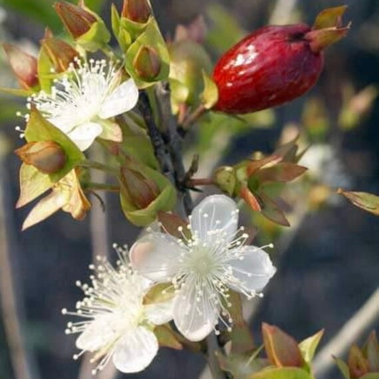 Cherry of the Rio Grande (Eugenia involucrata) - Seedling - LIVE PLANT