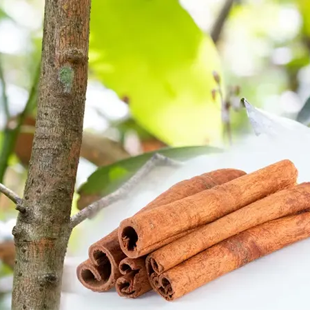 Cinnamon (Cinnamomum zeylanicum) - Seedling - LIVE PLANT