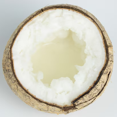 Kopyor Coconut (Cocos nucifera var. kopyor) - Seedling - LIVE PLANT