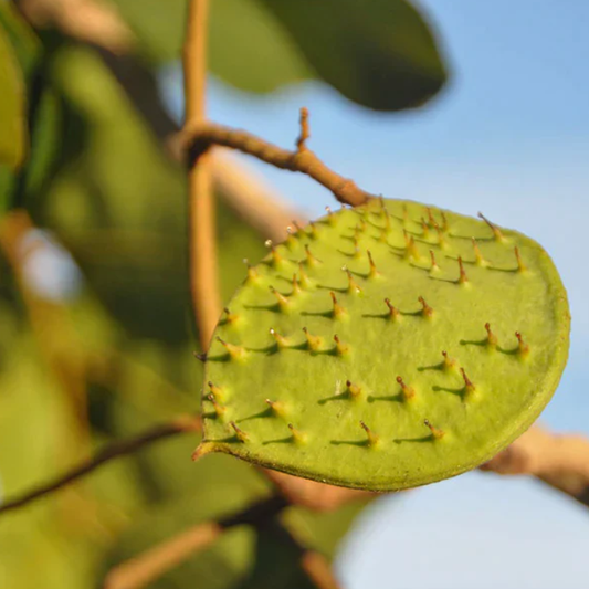 Kor Koh (Sindora Siamensis) - Seedling - LIVE PLANT