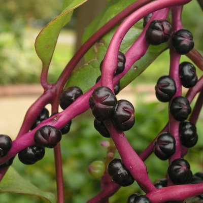Malabar Spinach (Basella Rubra) - Seedling - LIVE PLANT