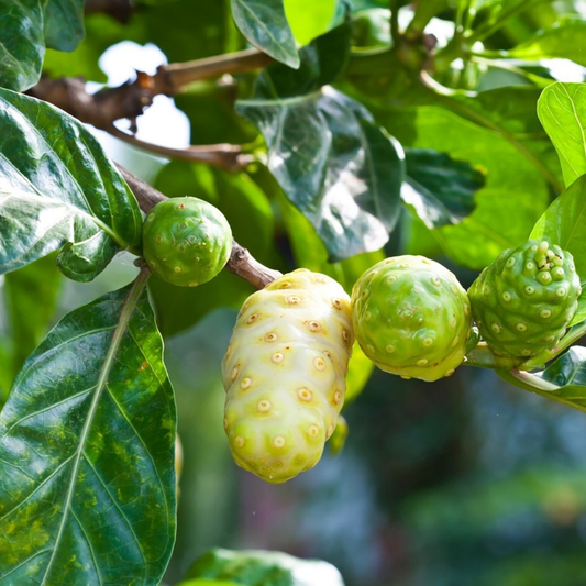 Noni (Morinda citrifolia) - Seedling - LIVE PLANT