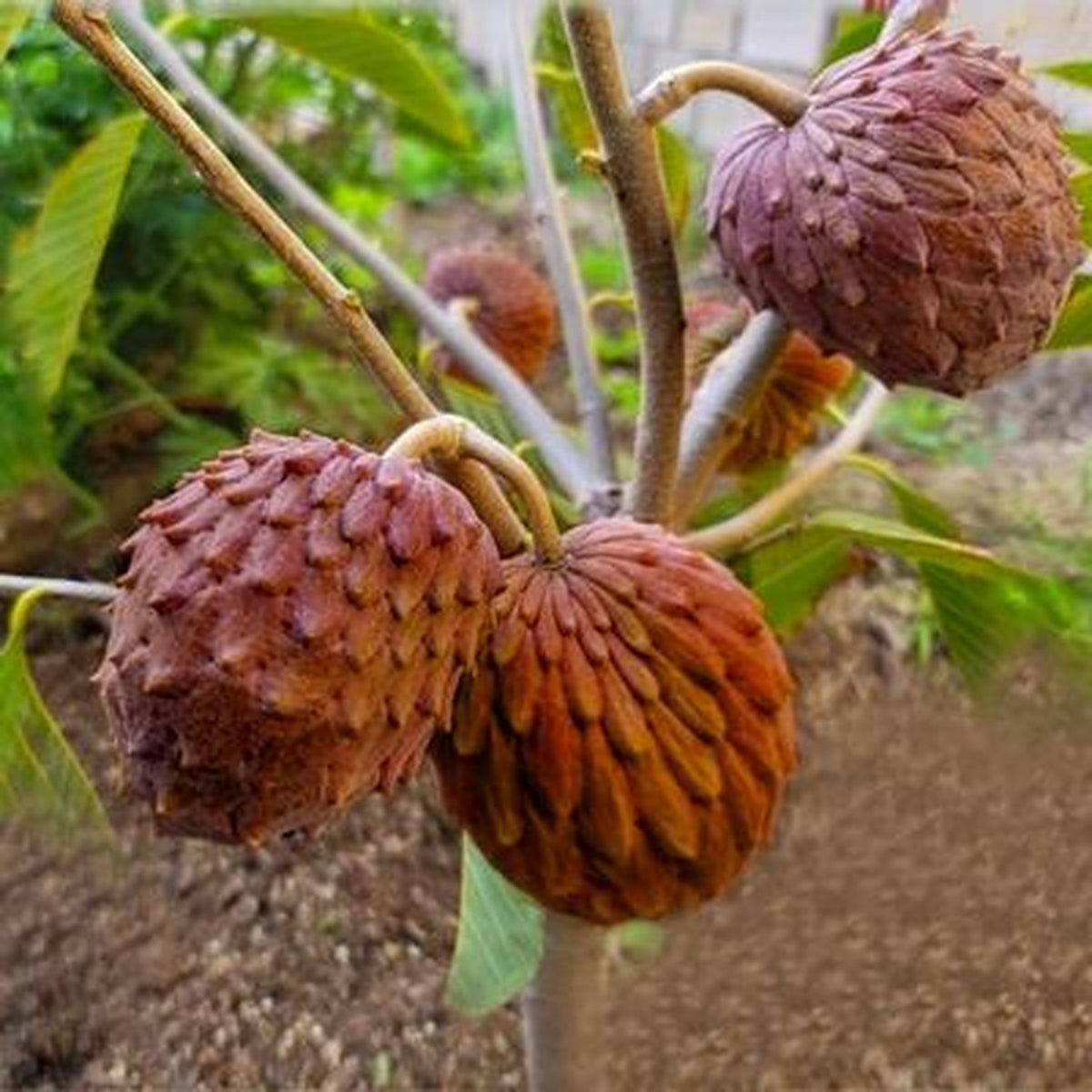 Red sugar apples (Annona squamosa) growing on a fruiting plant