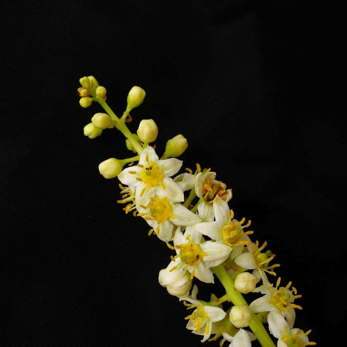 boswellia flower photograph