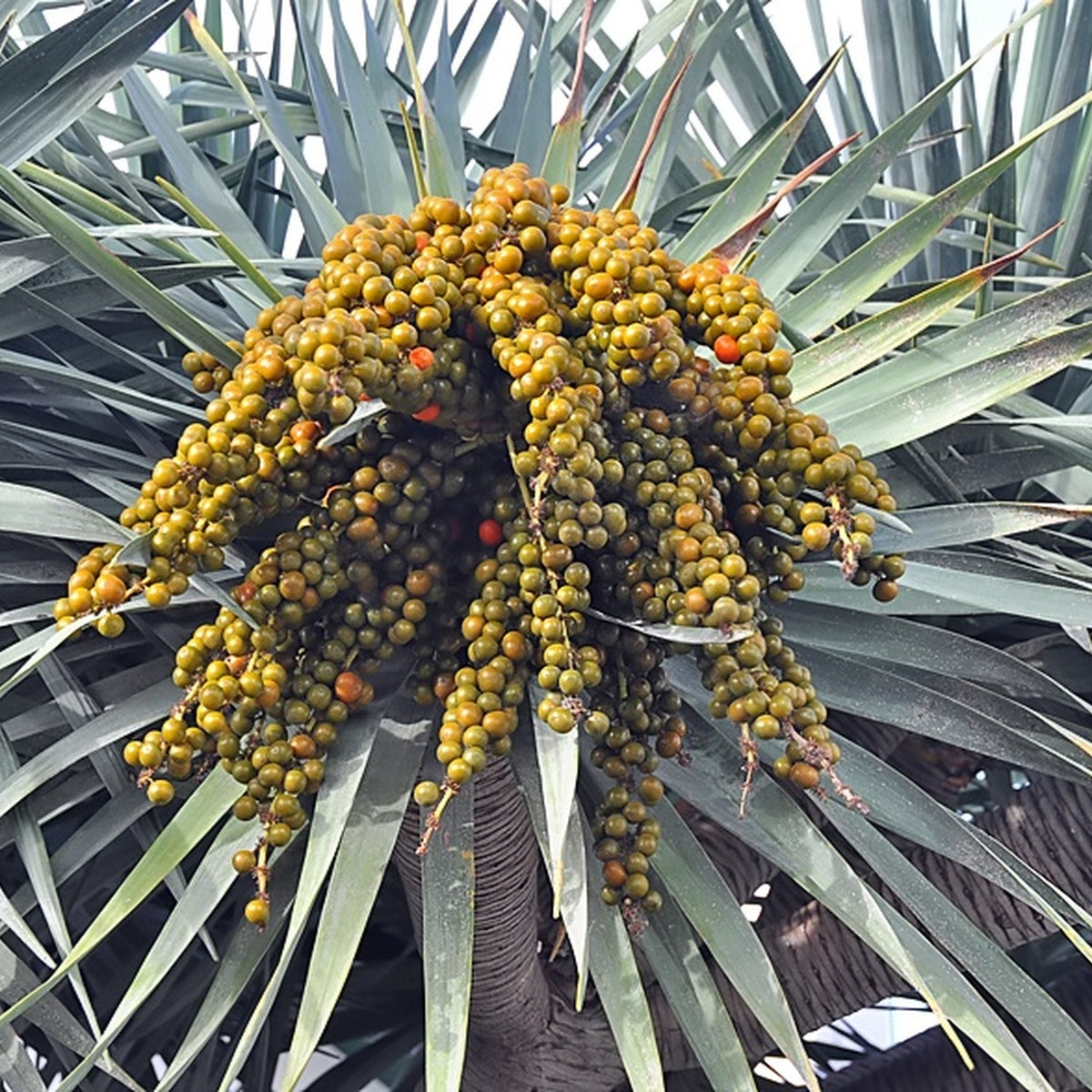 draco fruit photograph