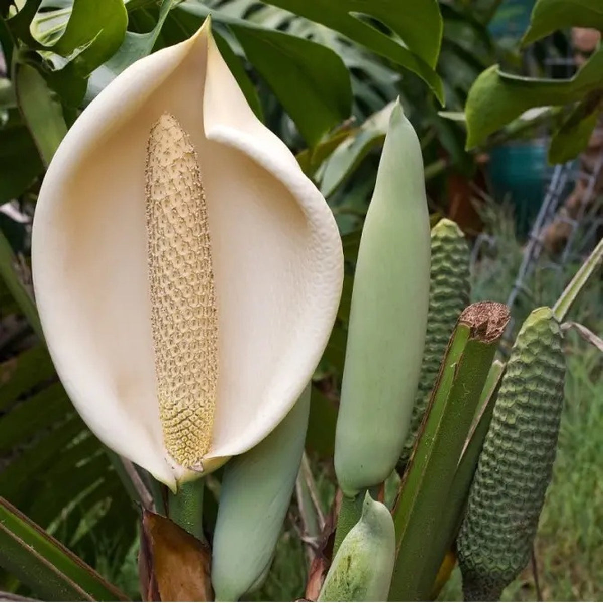 monstera flower photograph