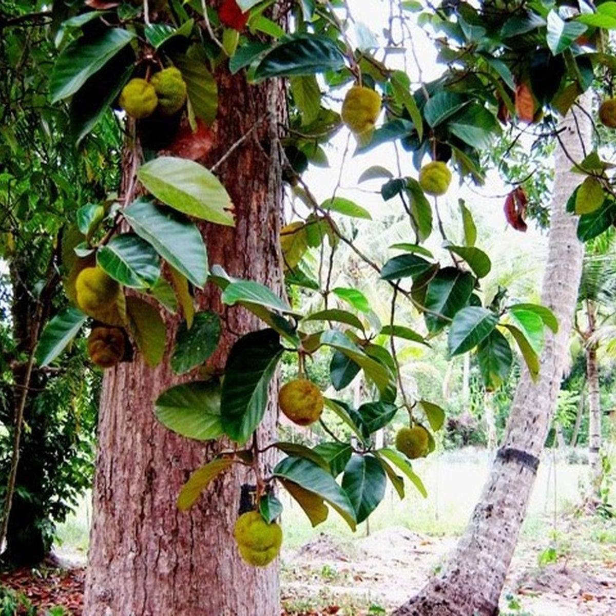 wildjack plant photograph