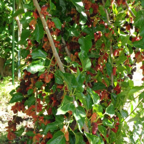 Thai Mulberry (Morus Spp.) - Air Layer - LIVE PLANT