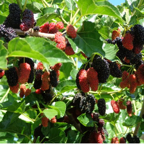 Thai Mulberry (Morus Spp.) - Air Layer - LIVE PLANT