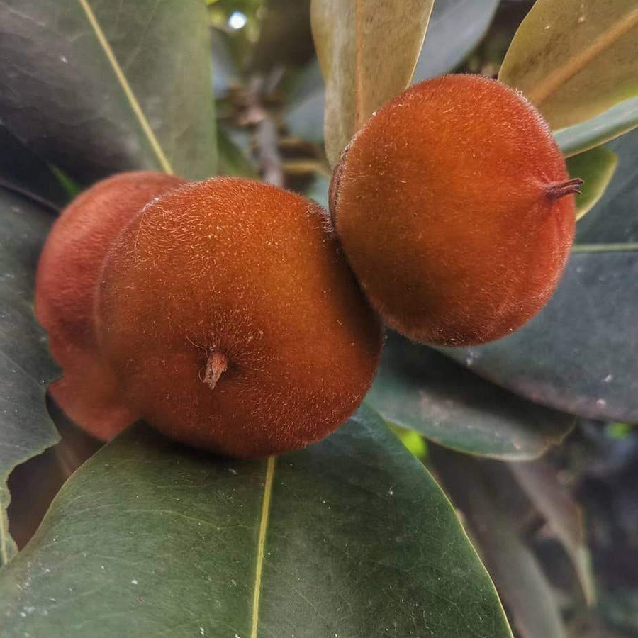 Velvet Apple (Diospyros blancoi) - Seedling - LIVE PLANT