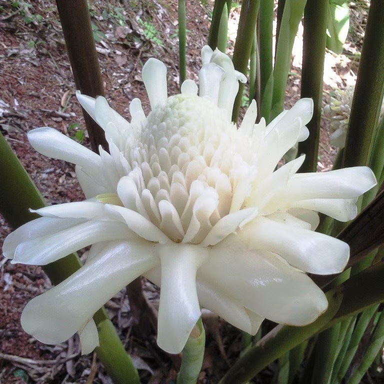 White Torch Ginger (Etlingera elatior) - Seedling - LIVE PLANT