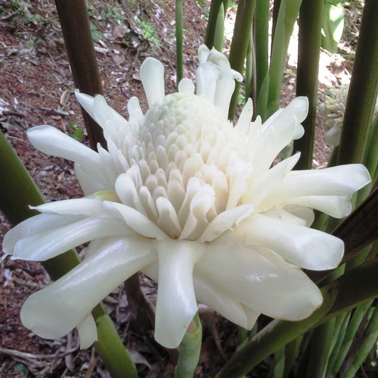 White Torch Ginger (Etlingera elatior) - Seedling - LIVE PLANT