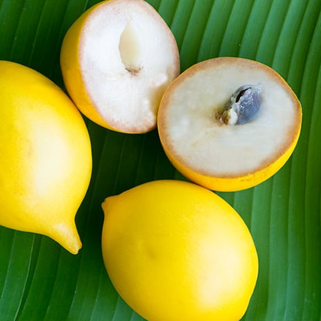 Abiu (Pouteria Caimito) - Seedling - LIVE PLANT – RareFruitTrees.ae