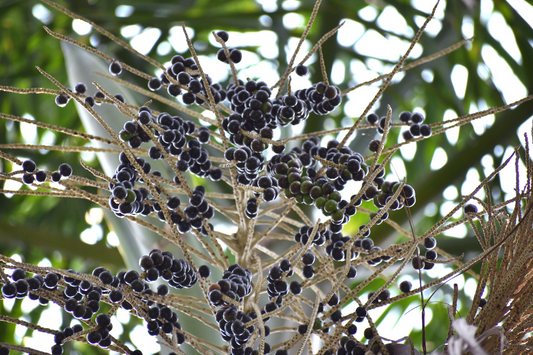 Acai (Euterpe Oleracea) - Seedling - LIVE PLANT