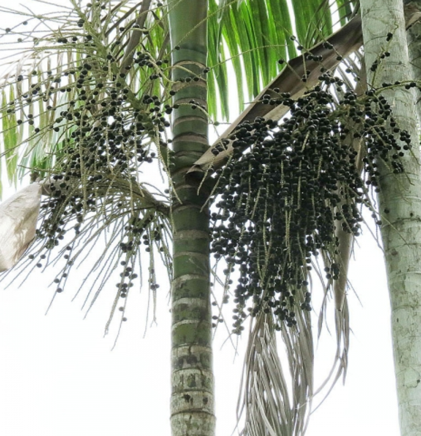 Acai (Euterpe Oleracea) - Seedling - LIVE PLANT
