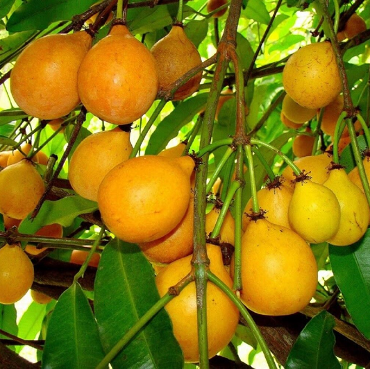 Achachairu (Garcinia humilis) - Seedling - LIVE PLANT