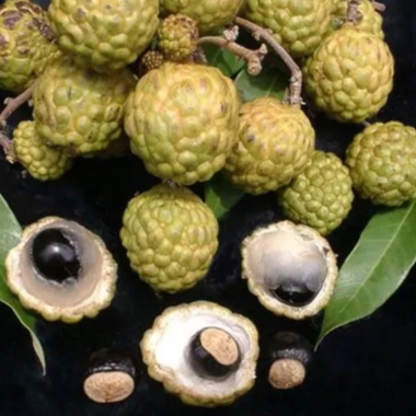 Alupag (Dimocarpus Didyma) - Grafted - LIVE PLANT