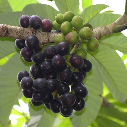 Amazon Tree Grape (Pourouma cecropiifolia) - Seedling - LIVE PLANT