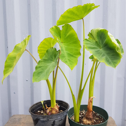 Aravi (Colocasia esculenta) - Seedling - LIVE PLANT