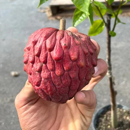 Atemoya 'Red Gefner' (Annona Squamosa) - Grafted - LIVE PLANT