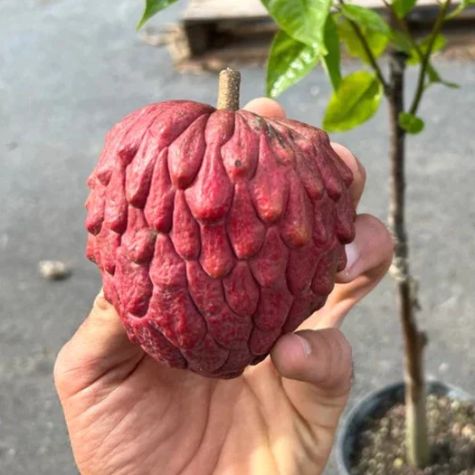 Atemoya 'Red Gefner' (Annona Squamosa) - Grafted - LIVE PLANT