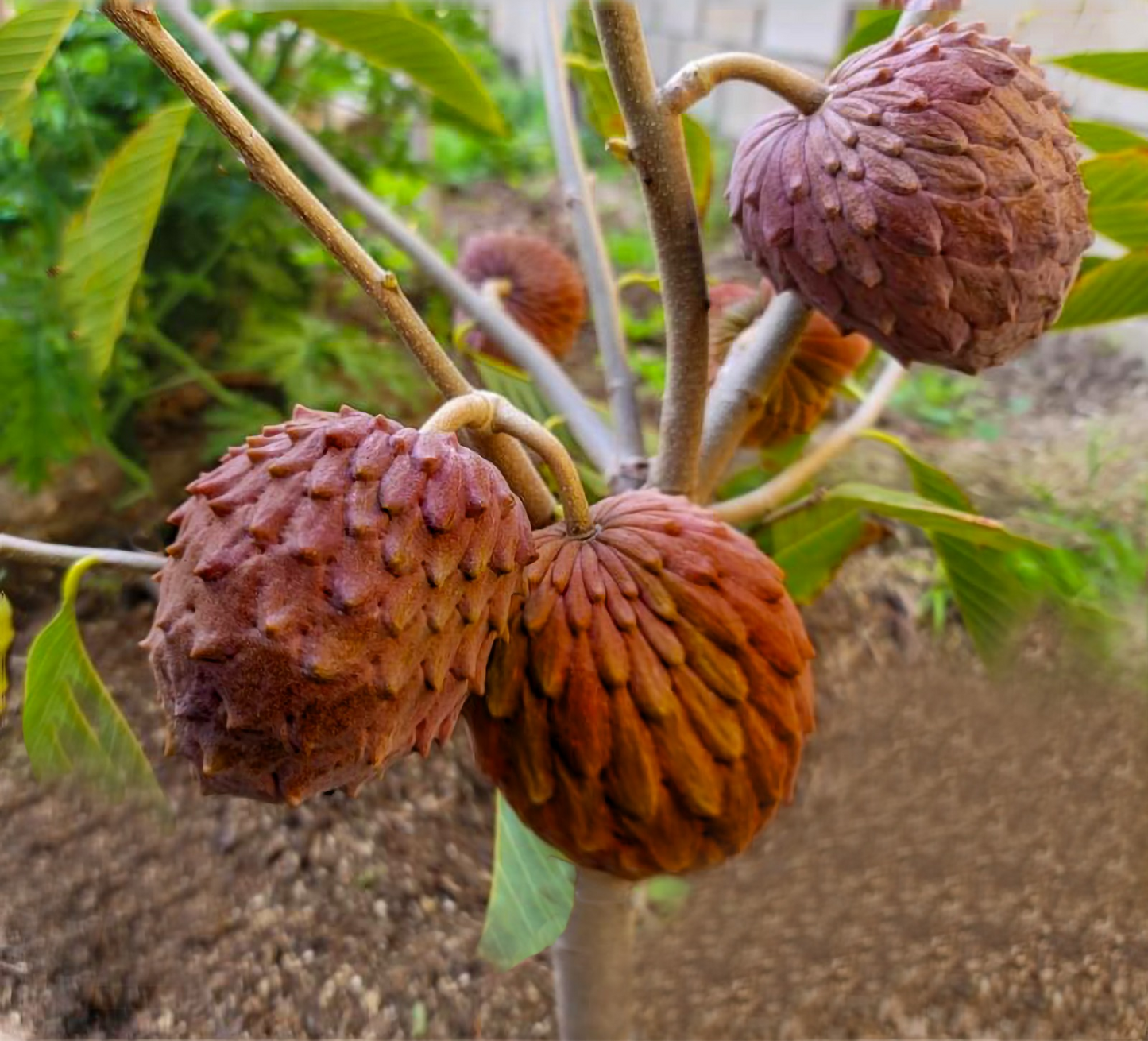 Atemoya 'Red Gefner' (Annona Squamosa) - Grafted - LIVE PLANT