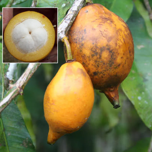 Bacuripari (Garcinia macrophylla) - Seedling - LIVE PLANT
