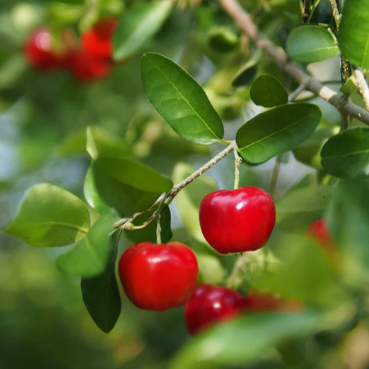 Barbados Cherry (Malpighia Emarginata) - Grafted - LIVE PLANT