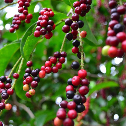 Bignay (Antidesma Bunius) - Seedling - LIVE PLANT
