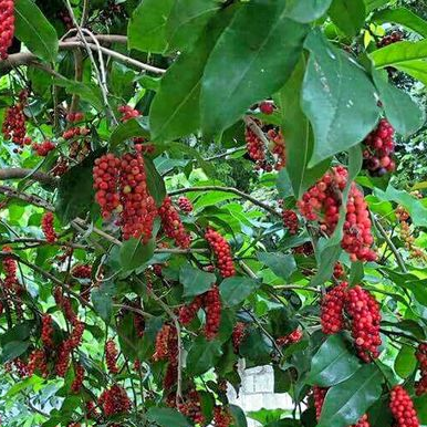 Bignay (Antidesma Bunius) - Seedling - LIVE PLANT