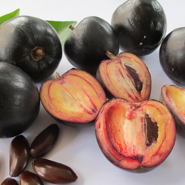 Black Apple (Pouteria Australis) - Seedling - LIVE PLANT