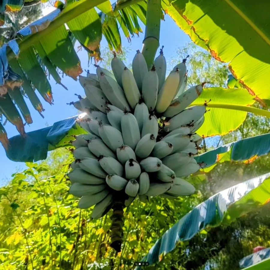 Blue Java Banana (Musa ‘Blue Java’) - LIVE PLANT