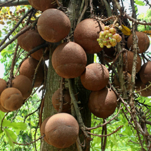 Brazil Nut (Bertholletia excelsa) - Seedling - LIVE PLANT