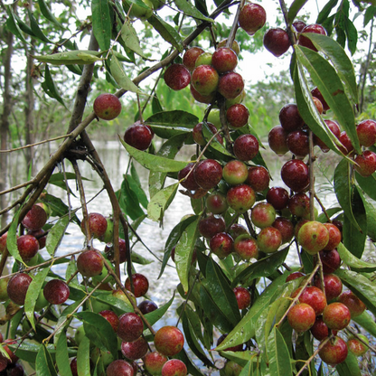 Camu Camu (Myrciaria Dubia) - Seedling - LIVE PLANT