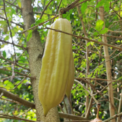 Candle Fruit (Parmentiera cereifera) - Seedling - LIVE PLANT
