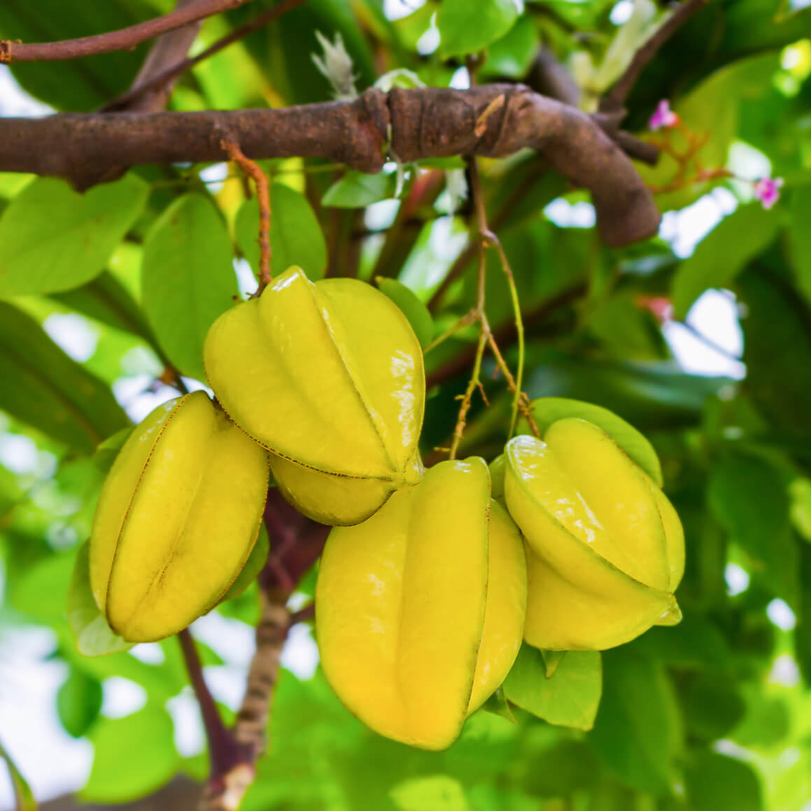 Carambola / Star Fruit (Averrhoa Carambola) - Grafted - LIVE PLANT