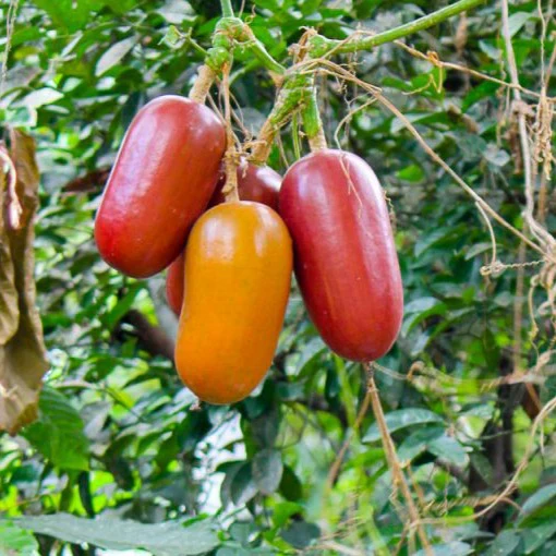 Casabanana (Sicana odorifera) vine - Seedling - LIVE PLANT